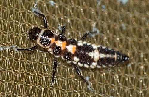 Réf. 326 398 : Oenopia conglobata